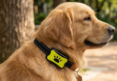 Smarter Training, Happier Dogs