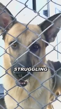 ClawFinds™ Smart Remote Dog Training Collar with Sound, Vibration & Shock