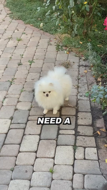 ClawFinds™ Smart Remote Dog Training Collar with Sound, Vibration & Shock