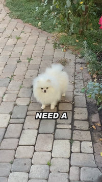 ClawFinds™ Smart Remote Dog Training Collar with Sound, Vibration & Shock