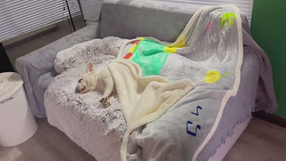 ClawFinds™ Cozy Washable Pet Sofa Mat