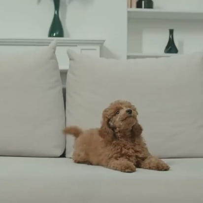 ClawFinds™ Smart Remote Dog Training Collar with Sound, Vibration & Shock